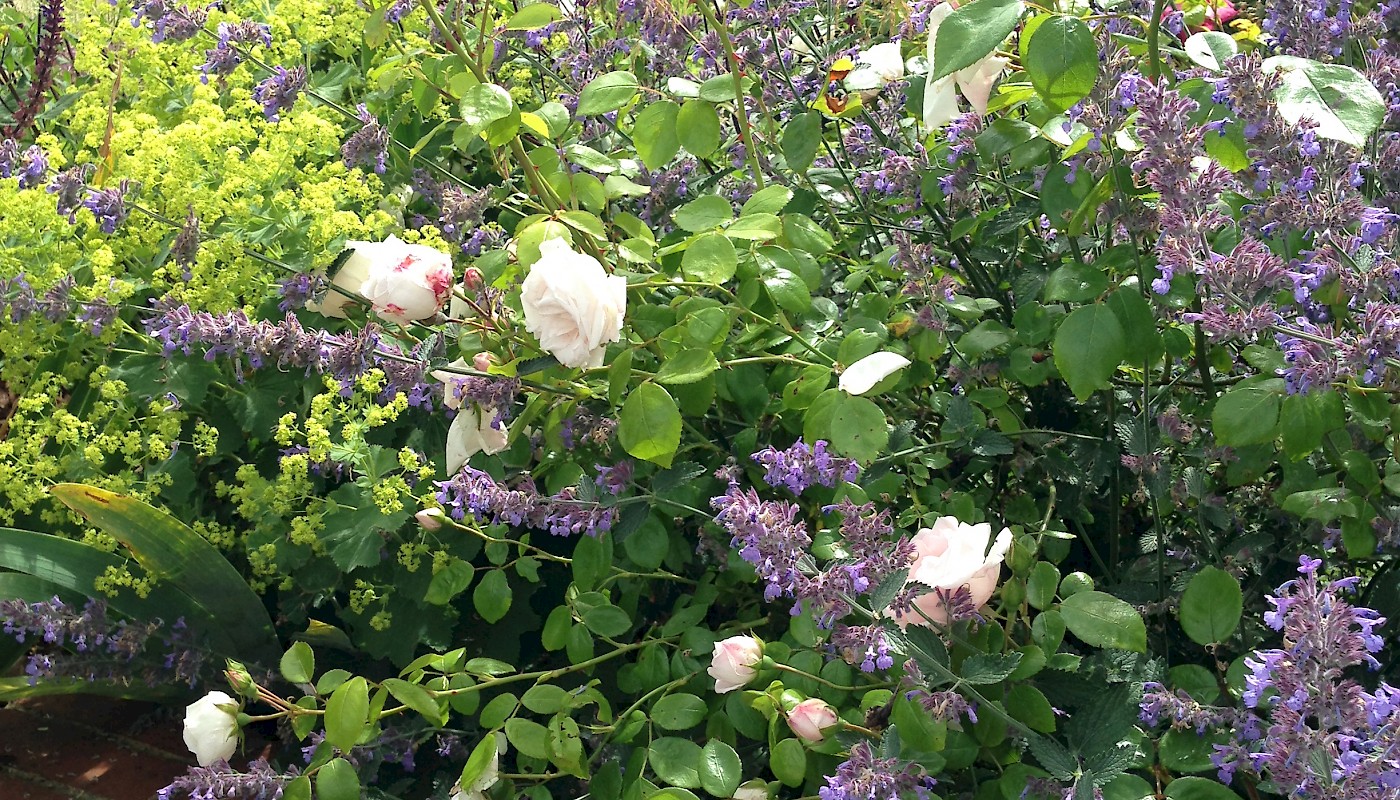 Large Country Garden