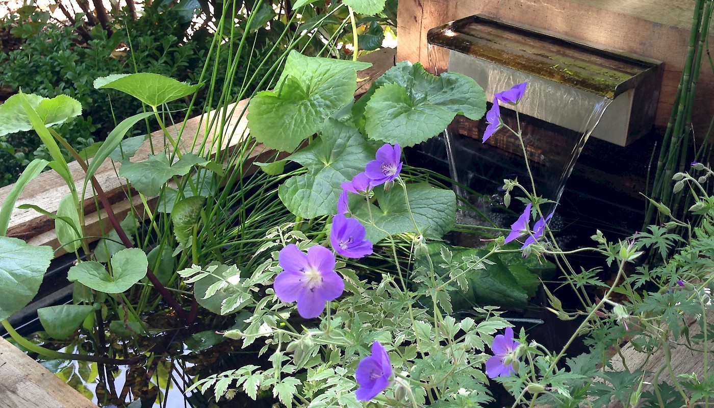 Front garden