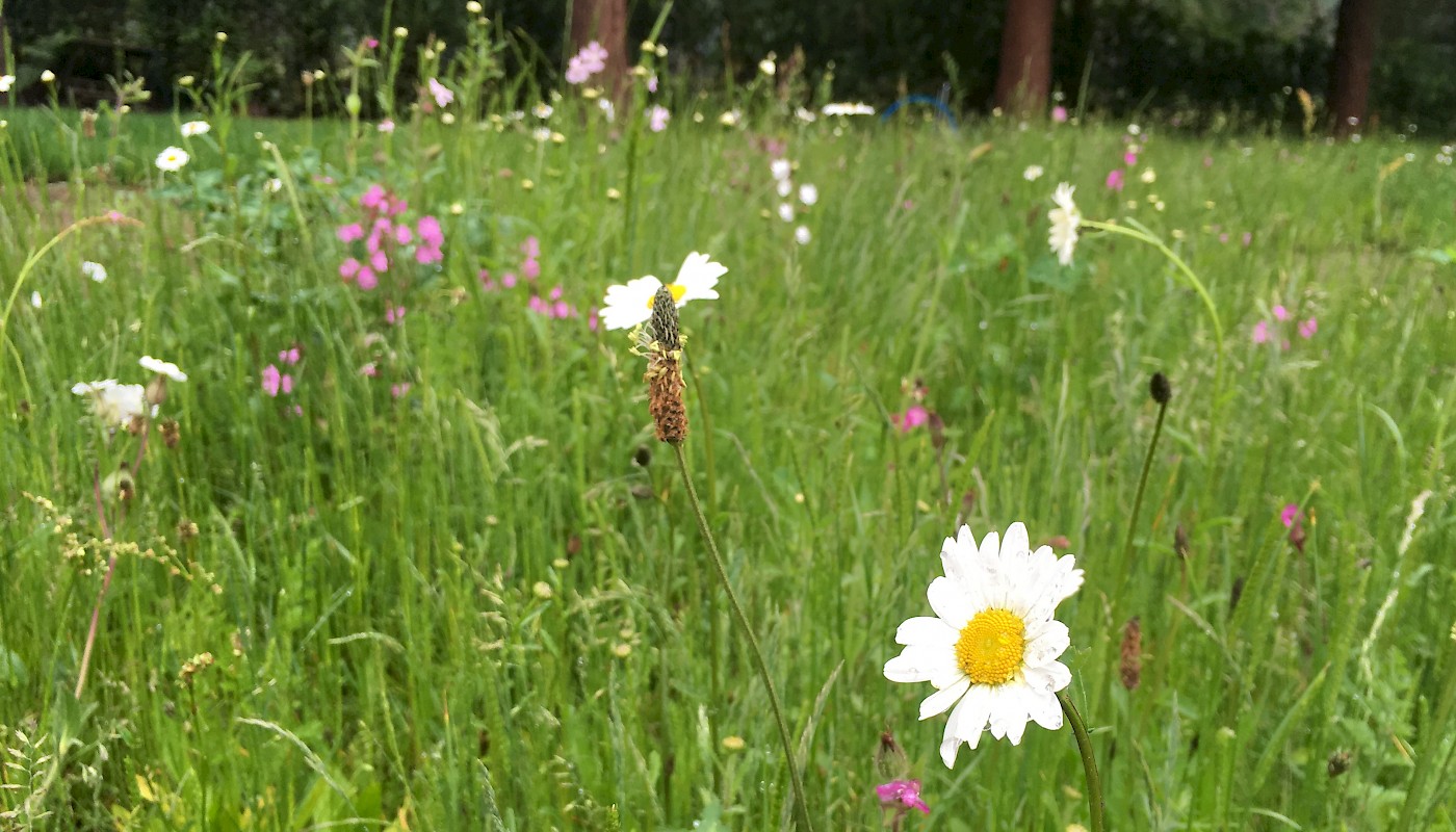 Worplesdon Garden