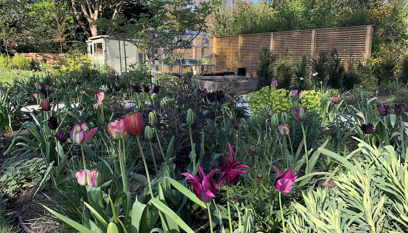 Surrey garden with wildflower meadow